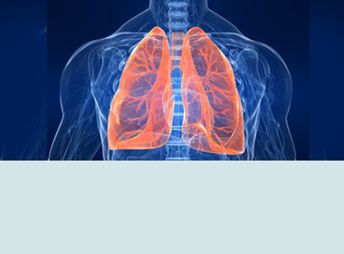 The Lungs-I